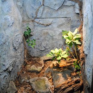 Reptile and Amphibian Discovery Center
