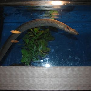 Reptile and Amphibian Discovery Center