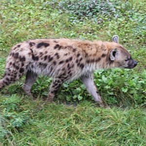 Spotted hyena