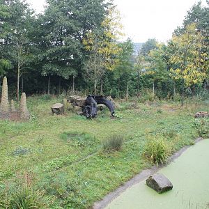 Spotted hyena enclosure
