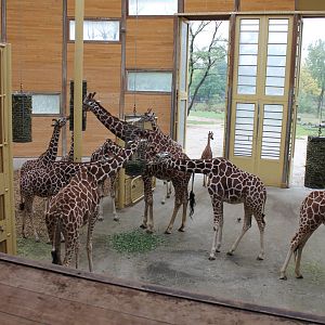 Giraffes - Indoors