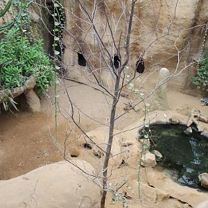 Porcupine - Tortoise Enclosure