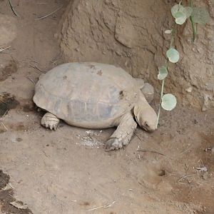 African spurred tortoise