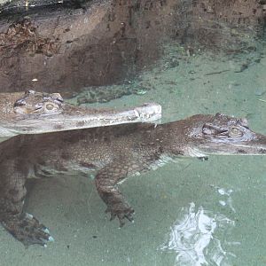 Slender-snouted crocodiles