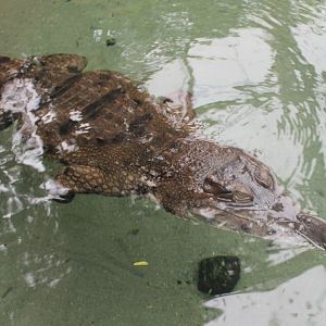 Slender-snouted crocodile