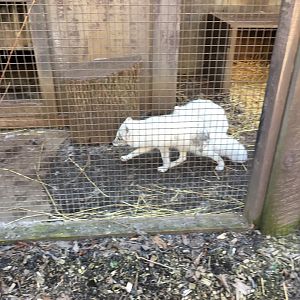 Arctic fox