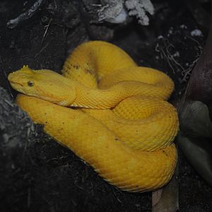 eyelash viper