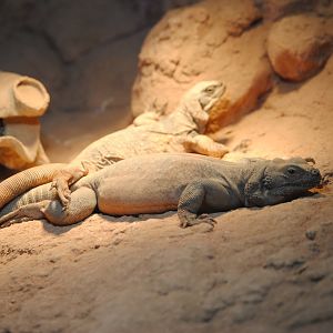chuckwallas