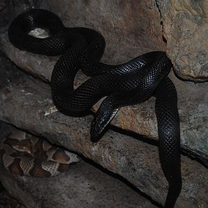 Eastern Ratsnake