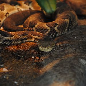 Timber Rattlesnake