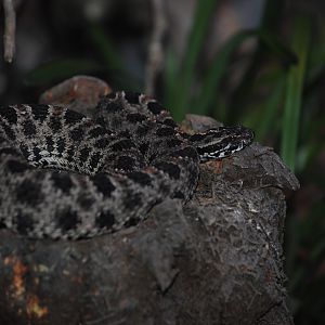 Dusky Pygmy Rattlesnake