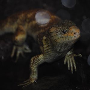 Prehensile-tailed Skink