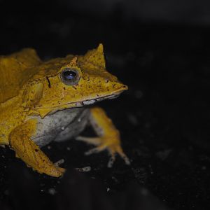 Solomon Island Leaf-Frog