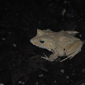 Solomon Island Leaf-Frog