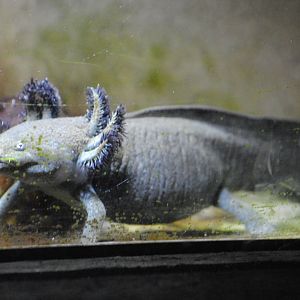 Axolotl