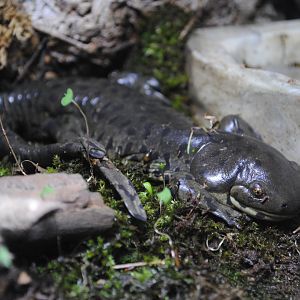 Tiger Salamander