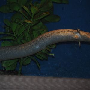 Lesser Siren