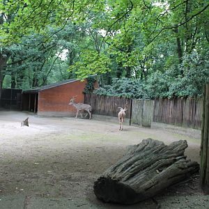 Greater Kudu enclosure