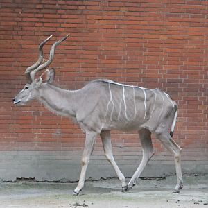 Greater Kudu
