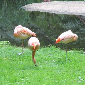 Chilean flamingos