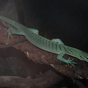 Emerald Tree Monitor
