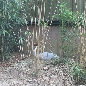 Incubating Sarus crane
