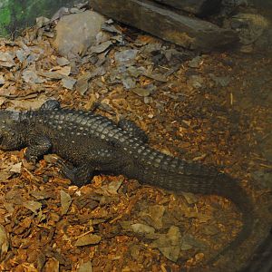African Dwarf Crocodile