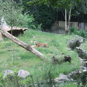 Tiger-enclosure