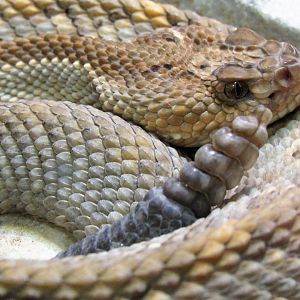 Aruba rattlesnake