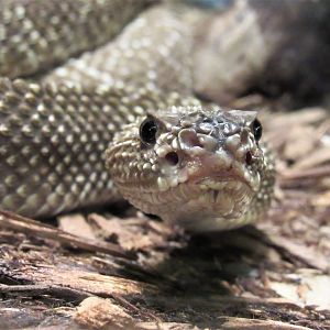 Uracoan rattlesnake