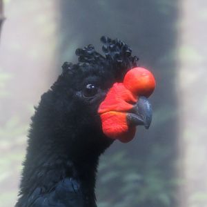 Wattled curassow
