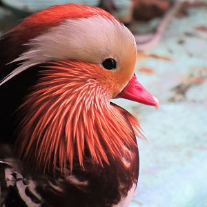 Mandarin duck