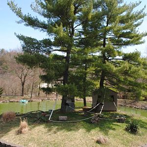 Lemurs Island (Mongoose Lemurs)