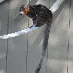 Mongoose Lemur