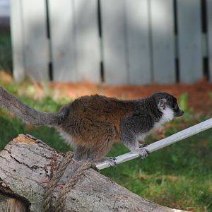 Mongoose Lemur