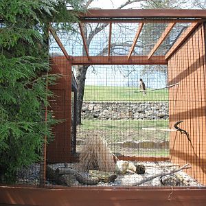 Birds of Prey Exhibits (Red-tailed Hawk)