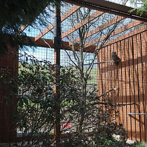Birds of Prey Exhibits (Barred Owl)