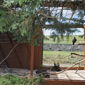 Birds of Prey Exhibits (Turkey Vulture)