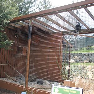 Birds of Prey Exhibits (Black Vulture)