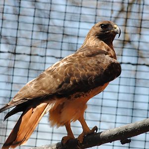 Red-tailed Hawk