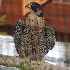 Peregrine Falcon