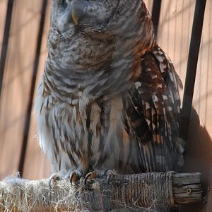 Barred Owl