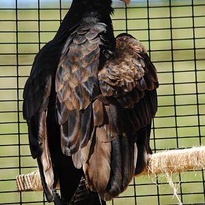 Turkey Vulture
