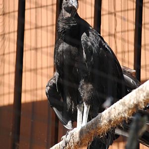 Black Vulture