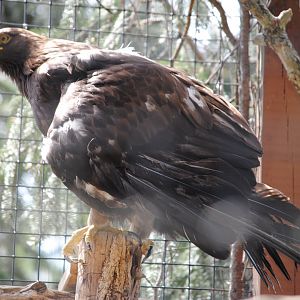 Golden Eagle