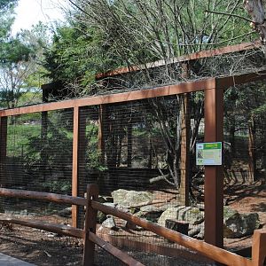 Canadian Lynx Exhibit