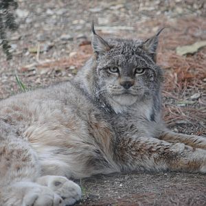 Canadian Lynx
