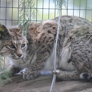Bobcat