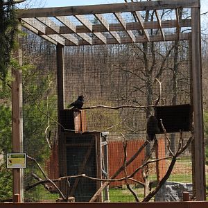Exhibit for North American Porcupine/Ravens