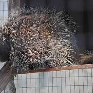 North American Porcupine